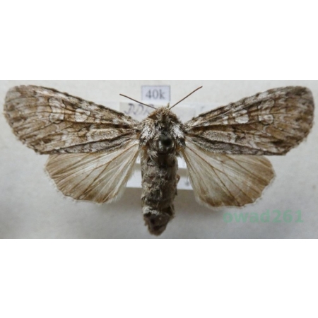 Polia nebulosa (Hufnagel, 1766) Piętnówka chmurówka Deutschlad40k